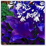 Schöne Hosta, kältebeständig, mehrjährig, seltene Farbe, geeignet für die Gartendekoration-4 stück-A
