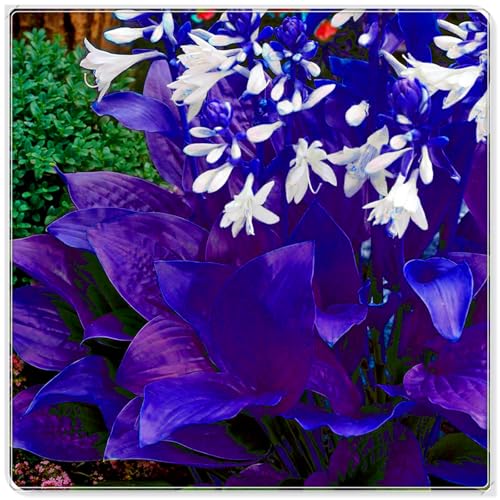 Schöne Hosta, kältebeständig, mehrjährig, seltene Farbe, geeignet für die Gartendekoration-4 stück-A