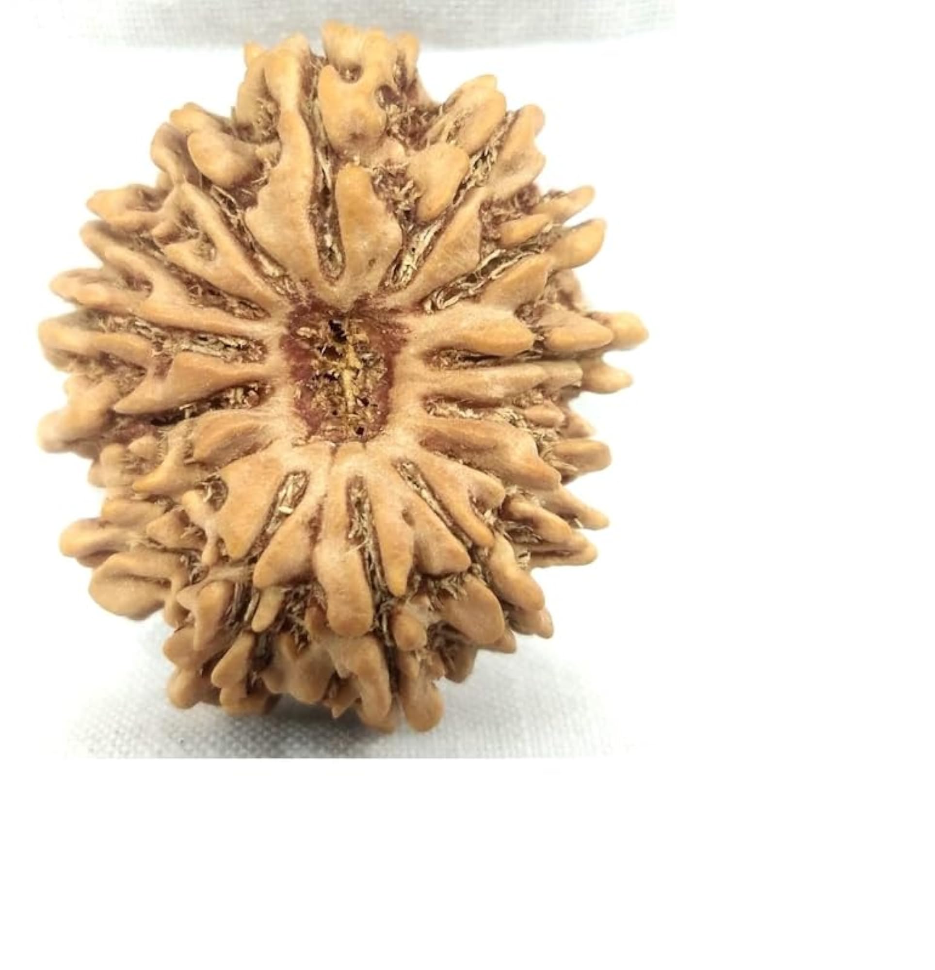Original 14 Mukhi Rudraksha Bead from Nepal, Spiritual Accessory