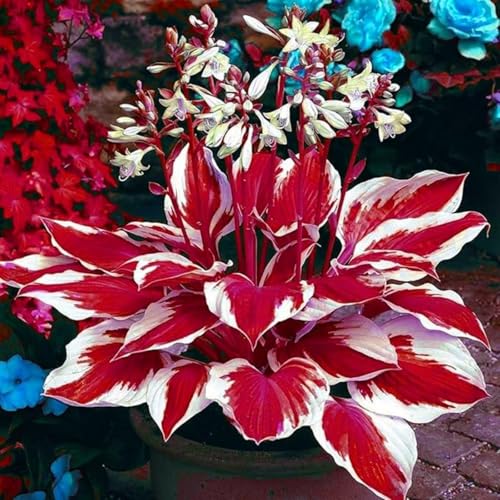 Hostas-mehrjährig winterhart,Geeignet für die Heimbepflanzung-4 Bulbus-D