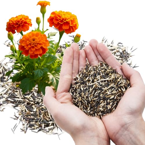 SULUOTE 10000 Pcs USA Premium Marigold Seeds Pack, Non-GMO Heirloom Marigold Seeds for Planting Indoor & Outdoor Gardening, Flower Seeds for Planting Home, Pollinator Garden, Border & Container
