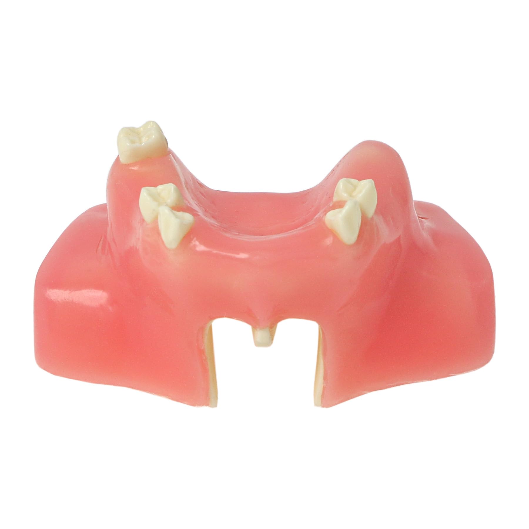 Dental Maxillary Sinus Lift Practice Teach Teeth Model M2039