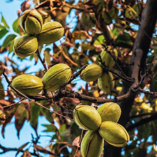 2 Pecan Plant Live Bare Roots, Pecan Tree Seedling from 12 to 18 Inc Tall, Easy to Plant Outdoor