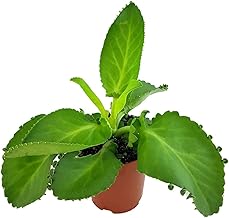 Fangblatt - Kalanchoe daigremontiana - exotisches Brutblatt im Ø 12cm Topf - pflegeleichte Sukkulente