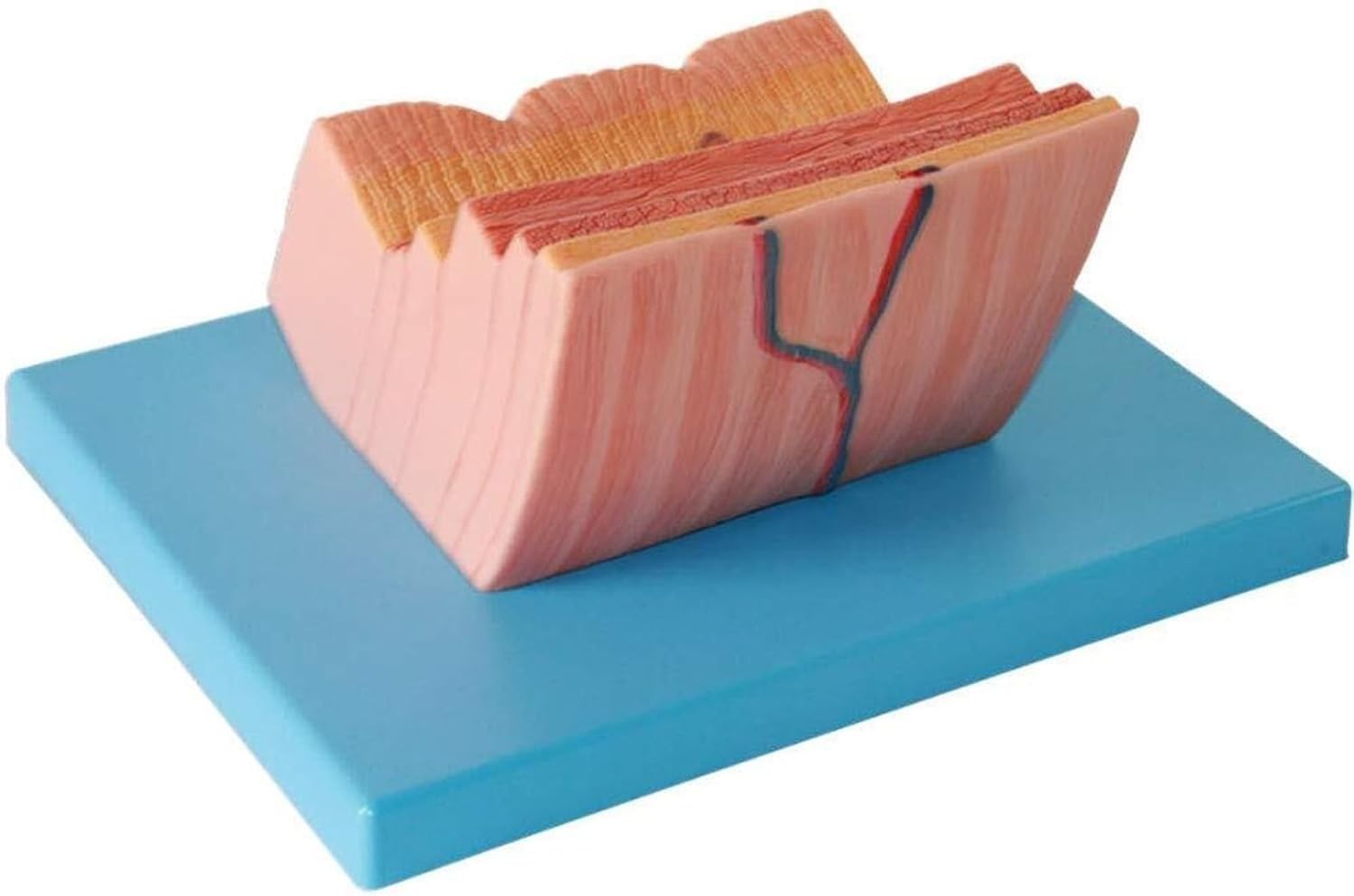 Anatomisches Modell der menschlichen Magenwand, Modell zur Vergrößerung der Magenwand, medizinische Lehrmittel for die Magenanatomie des menschlichen Verdauungssystems