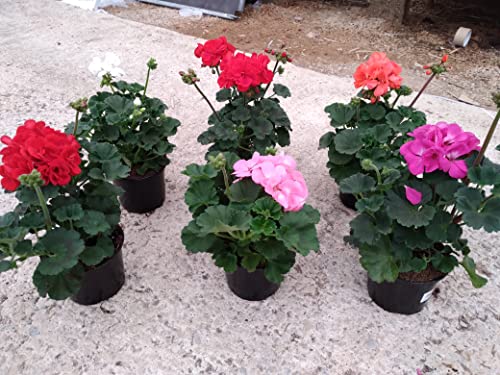 Geraneo Pack 6 Plantas Naturales maceta de 13 cm Cover