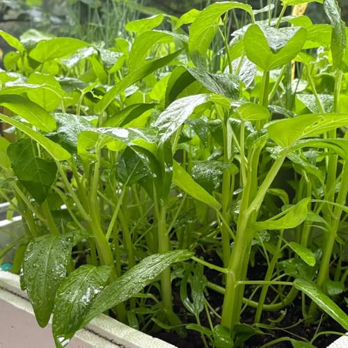 espinaca de agua - jardín interior decoración balcón semillas verdes invierno rocas hortícolas 500pcs