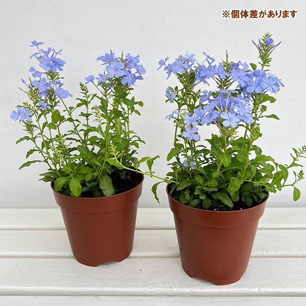 Amazon.co.jp: プルンバーゴ（ルリマツリ）：ブルー ボサ仕立て
