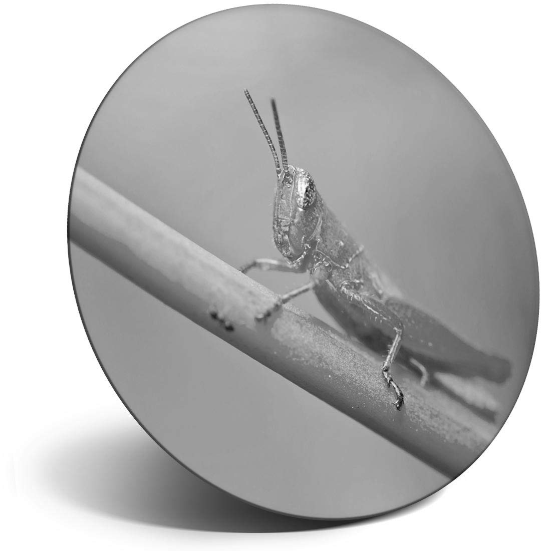 Destination Vinyl ltd Magnet for Refrigerator, Fridge BW - Grasshopper Bug for Office, Cabinet and Whiteboard, Magnetic Stickers, 36067