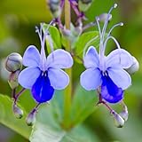 Set 2 Clerodendrum Plants Live, Light Bulb Chain of Glory Vine, Bell Shaped Flowers (Blue Butterfly Clerodendrum)