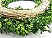 Tradingsmith Preserved Boxwood Wreath 10-inch