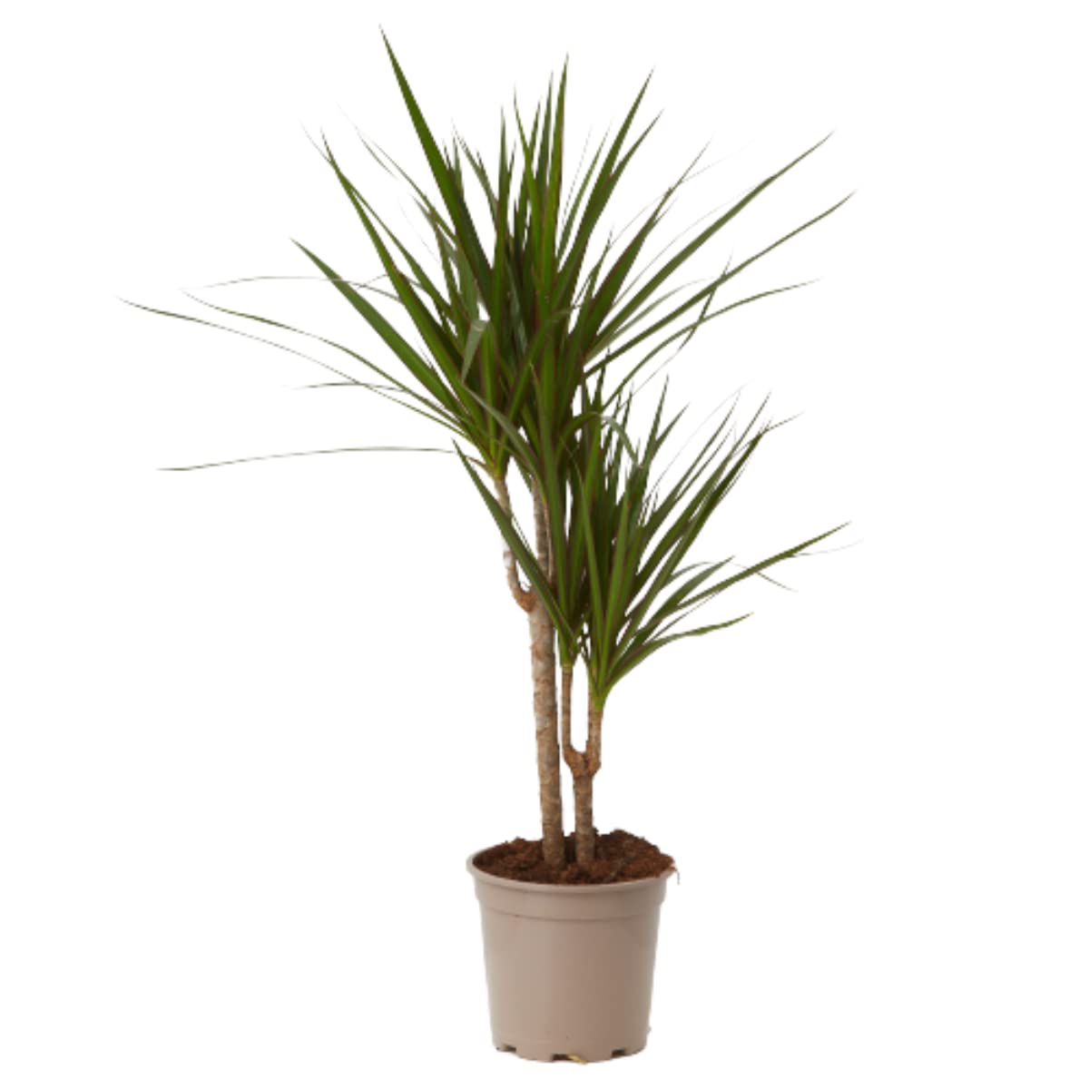 Verdecora Dracena Marginata | Dracaena Marginata | Planta natural de interior | Gran adaptación a interiores y fácil de cuidar (Maceta Ø11cm) — view 6