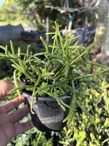 Hatiora salicornioides - Dancing Bones Cactus in 4-Inch Pot | Easy-to-Care Indoor Plant for Homes & Offices