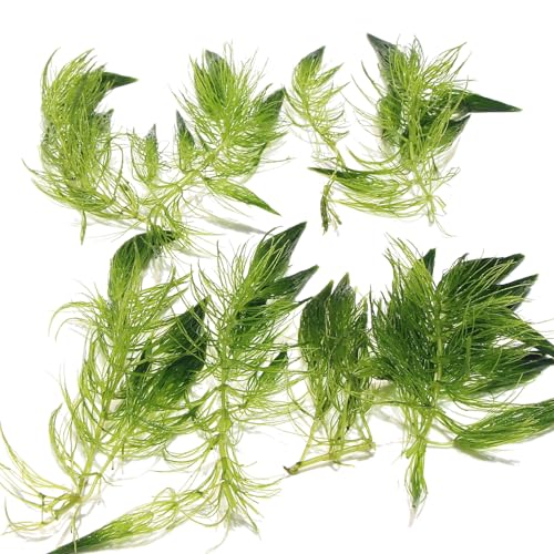 8 x Ceratophyllum Demersum Hornwort Live Aquatic Plant for Aquarium Fish Tank Shrimp Pond Oxygenating Fast Growing Freshwater Easy Care Lush Green Decoration Natural Habitat K2AQUA 8 x Ceratophyllum Demersum Hornwort Live Aquatic Plant for Aquarium Fish Tank Shrimp Pond Oxygenating Fast Growing Freshwater Easy Care Lush Green Decoration Natural Habitat K2AQUA