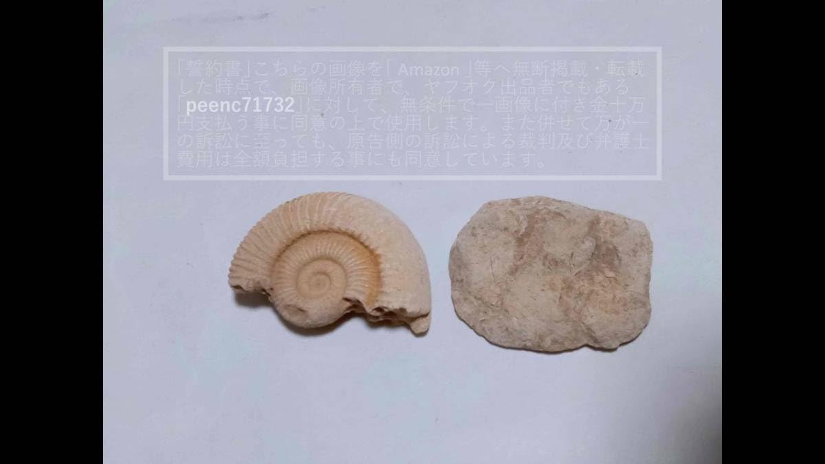 アンモナイト　珪化木　化石2個セット 楽天市場】化石標本15種 東京サイエンス サメの歯 貨幣石 琥珀