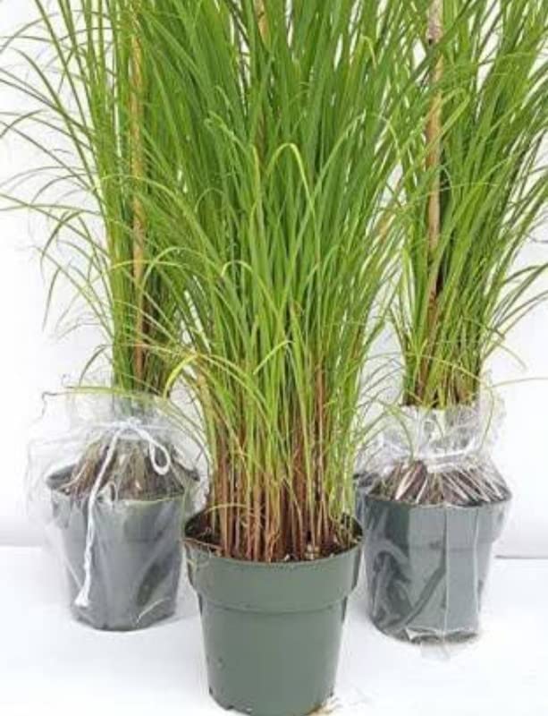 Balbasaur Lemongrass Medicinal Plant Live Lemon Grass Citronella Grass