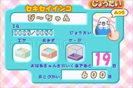 Amazon Com おしゃべりインコ倶楽部 Everything Else