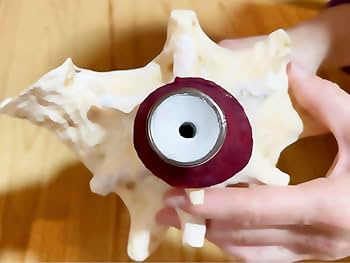 コンク貝の法螺貝 コンク貝の法螺貝