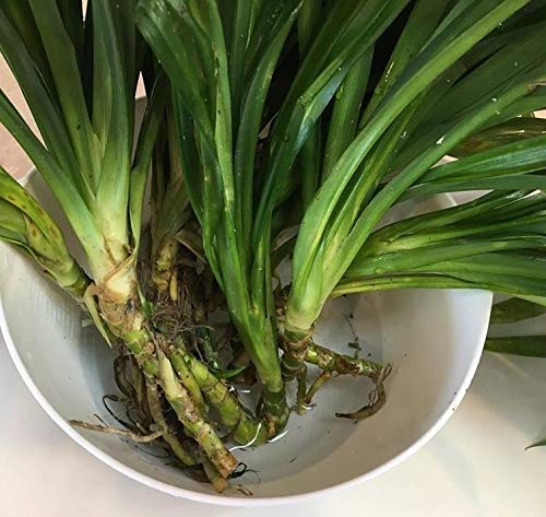 Portal Cool 1 Vivono Super Grande Pandan fragranti...