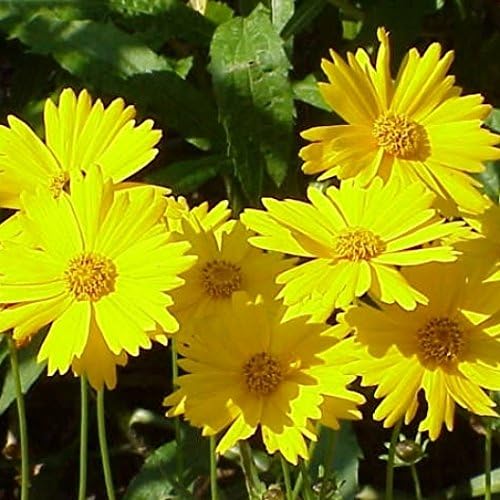 Non GMO Bulk Lance-Leaf Coreopsis Seeds Coreopsis lanceolata (25 lbs)