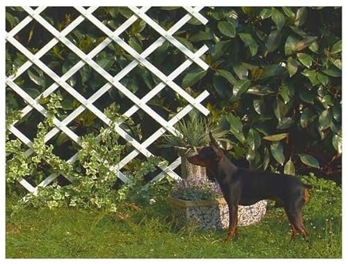 Celosía Extensible de plástico Blanco | 0,5 x 1,5 M | Soporte para Plantas trepadoras