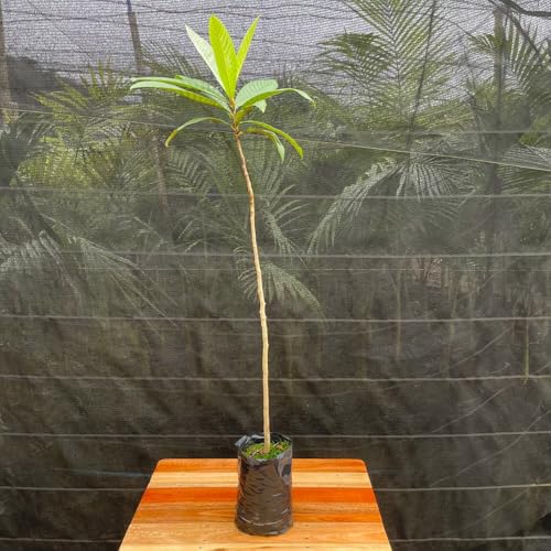 Muda Frutífera de Nêspera