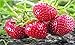 Mara Des Bois French Everbearing Strawberry 25 Plants - BEST FLAVOR! - Bare Root