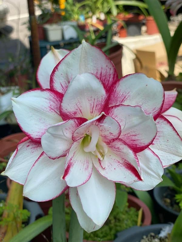 RADHA KRISHNA AGRICULTURE Amaryllis Double Flowering Bulbs | white with pink boder flowers bulbs | Pack of 2 Bulbs (B0CPY53CTT) Amazon Price History, Amazon Price Tracker