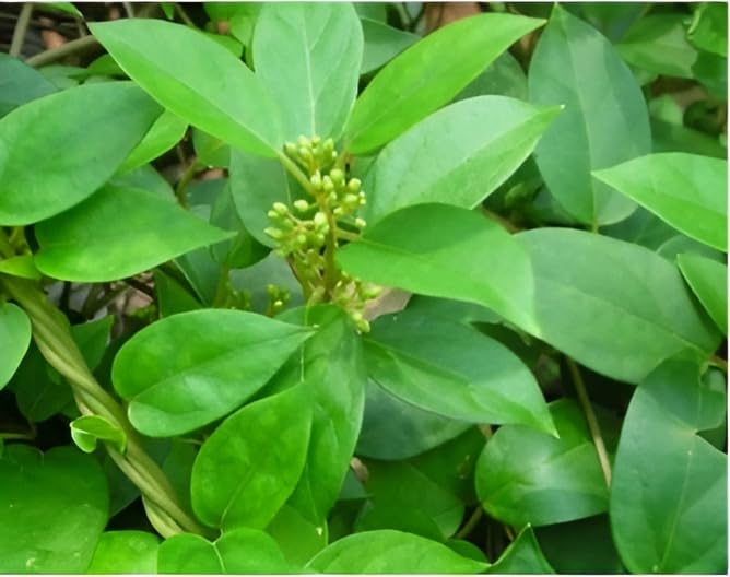 Oxiflora Gymnema sylvestre - Gudmar Plant, Madhunashini Live Plant (B0CTCD47DB) Amazon Price History, Amazon Price Tracker