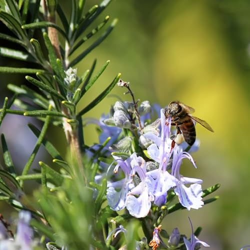 The Old Farmer's Almanac Heirloom Culinary Rosemary Herb Seeds - Premium Non-GMO, Open Pollinated, Drought & Cold Tolerant (1 Packet - 200 MG - Approx 180 Seeds) - Image 6