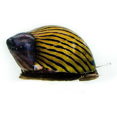 Zebra Nerite Snails Tropical Aquarium Fish Algae Eater (5) Cover