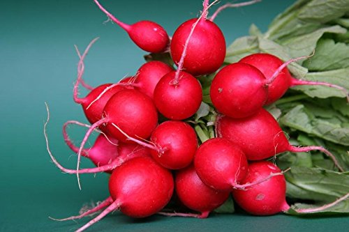 Cherry Belle Radish Seeds by National Gardens (B01GD946JW) Amazon Price History, Amazon Price Tracker