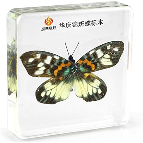 Real Nature Satsuma Nishiki Butterfly Paperweight Cover