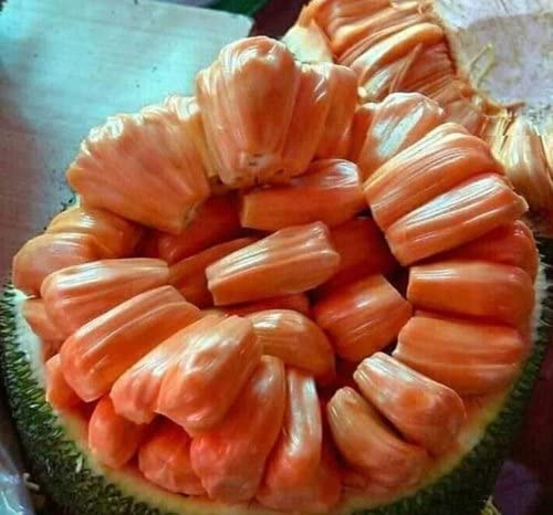 Athidhi Garden Chembarathi Varikka Red Flesh Jackfruit Healthy Plant (B09Z92D1XJ) Amazon Price History, Amazon Price Tracker