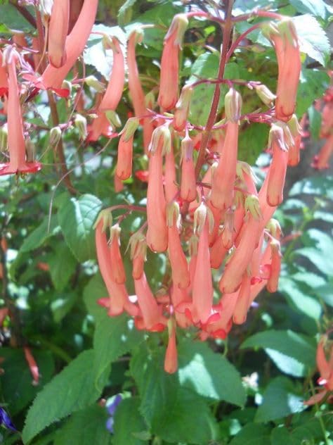 Phygelius x Rectus 'Salmon Leap' - comm. Cape Figwort Garden Plant Hardy Perennial Flowering Garden Plants Easy to Grow Your Own by Park Farm Plants (6 x Plug Plants)