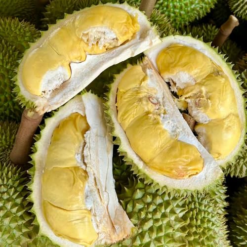 Semi di durian, da giardino roccioso da frutto semi di rari serre balcone esotiche colonnari frutteto 5pcs