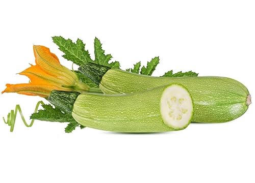 Semi ZUCCHINE GENOVESI In Busta Ermetica MADE IN ITALY Qualità superiore con 95% di germogliazione con istruzioni