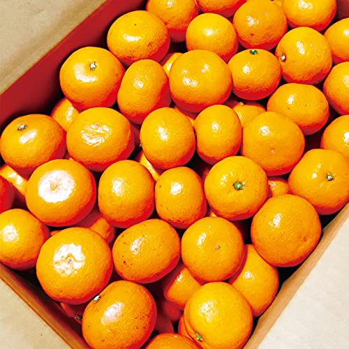 y荠TCYza̎R Lc݂ 5kg l  쑁 B݂ k IW t[c ʕ ł݂ i{[ 낢TCY i퍬 ݂ H̖o ~̖o N Yi uh݂