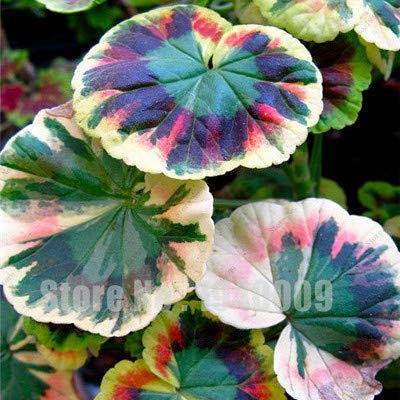 Sump Fresh 100 piezas de semillas de geranio para plantar amarillo