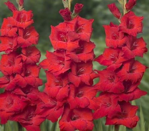 USA Made and Shipped from, Large Bulbs (20) Fresh, New, Radiant Red, Red Flowering Gladiolus Bulbs, Plants, Flowers, Flowering Perennials,Sword Lily, Gladioli-SeedsBulbsPlants&More