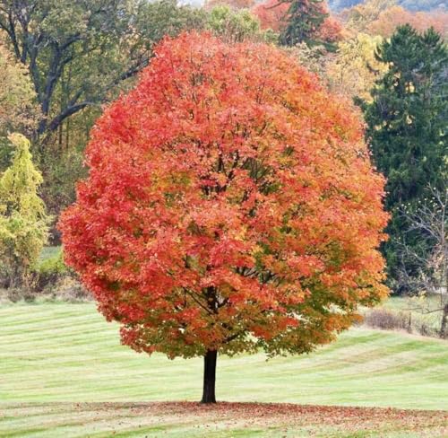 Sugar Maple Tree - 10-18' Tall Seedling - Quart Pot - Live Plant - Acer Saccharum