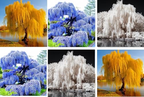Colorful Weepers 6 Plant Packet - 2 Weeping Willow, 2 Wisteria Seedlings and 2 White Willow - Grow 6 Colorful Plants