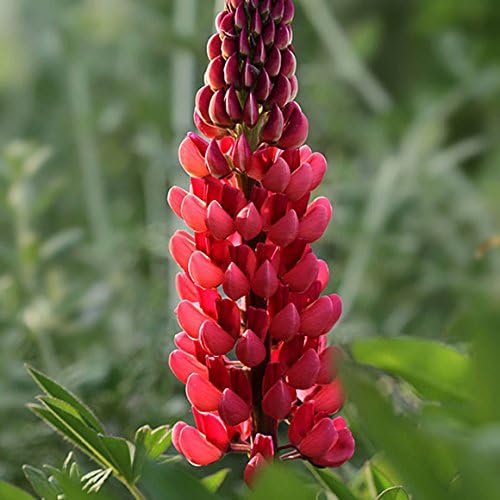 Creative Farmer Flower Seeds : Perennial Plants Lupin Flower Seeds Hybrid Birds Attracting Flower Seeds (5 Packets) Garden Plant Seeds