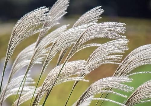 Chinese Silver Grass Seeds | Miscanthus Sinensis | 30+ Seeds
