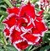 20 Fresh Seeds Adenium Obesum Desert Roses Rare www DOUBLE-SANTA-CLAUSE-us