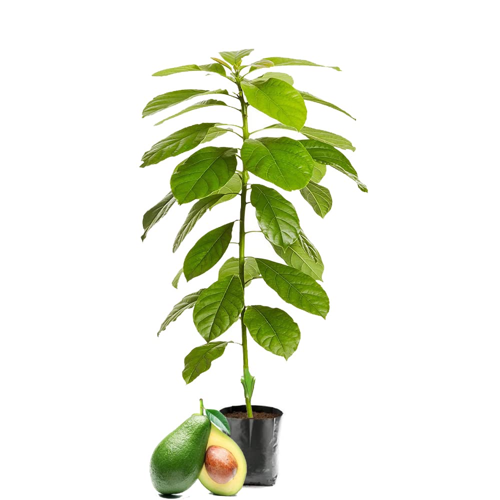 IXORA Hass Avocado variety Butter Fruit Grafted Live Plant & Tree(1.5-3 Feet Size) (B0BR7JBGKR) Amazon Price History, Amazon Price Tracker