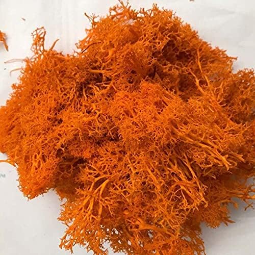 Zamihalaa 30g/Bag Dry Natural Fresh Moss,Real Eternal Dried Grass for DIY Decorative Preserved Flowers Accessories,Artificial Turf,Bonsai