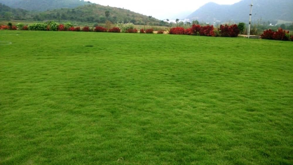 korean velvet grass seeds Pack of 15000-image-46
