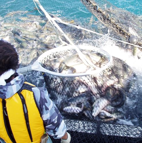 ハッピーフーズ 業務用鮭ほぐし身 1kg