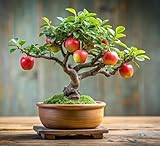30 Apple Bonsai Tree Seeds for Planting - Grow a Fruit Bearing Bonsai